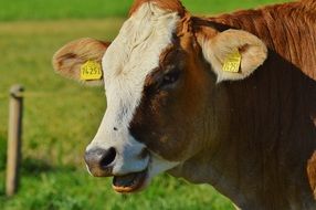 cow animal beef cute ruminant on meadow