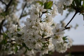 cherry blossom fruit tree closeup