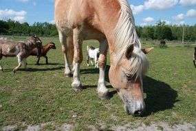 Colorful horses on the meadow