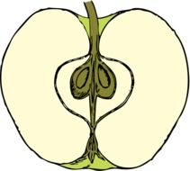 half green apple