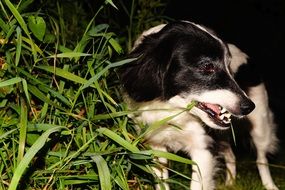 black and white dog in garden at night