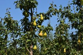 pears grow on the pear tree