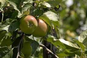 Two green apples on a tree branch