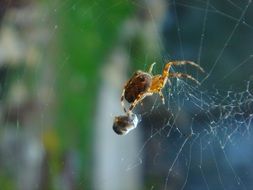 spider with food on the web