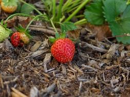 ripe strawberries on dry grass