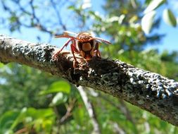 hornet on a tree on a sunny day close up