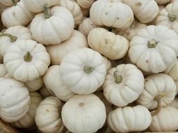 mini white pumpkins