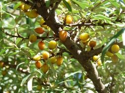 sea buckthorn berries on a branch