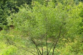 branchy green tree among other green trees