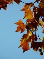 plane tree, autumn leaves against the sky