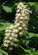 horse chestnut, white blooming tree