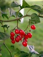 bunches of red berries on a bush