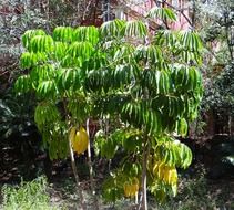 umbrella tree, dharwad, india
