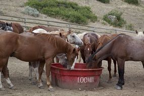 cattle grazing on a ranch in Wyoming