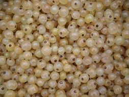 White currants in summer