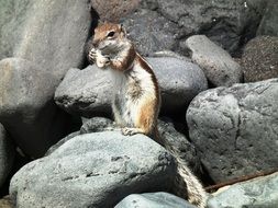 Fluffy rodent on the stone