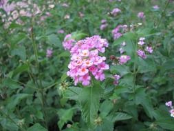 green plants with pink flowers in the flowerbed
