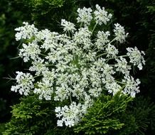 Queen Anne's Lace This Plant