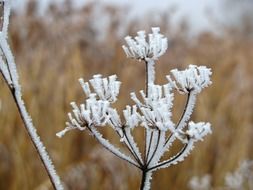 frosted plant close-up in winter