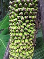 large bunch of green bananas