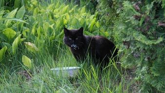 black cat in grass