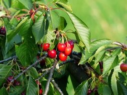 red cherry and green leaves