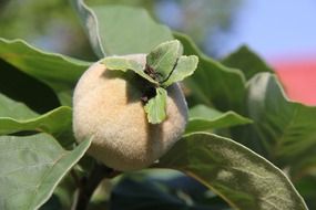 quince fluffy fruit