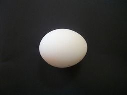 white chicken egg