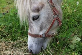 muzzle of the white horse