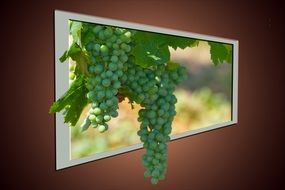 wine grapes in the window