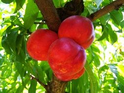 red peaches on a tree