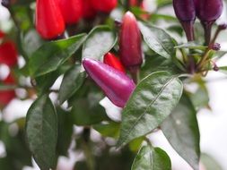 colorful peppers