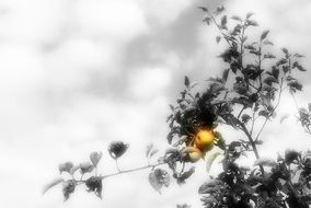 apples on a tree in black and white background