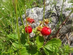 ripe strawberries in a sunny garden