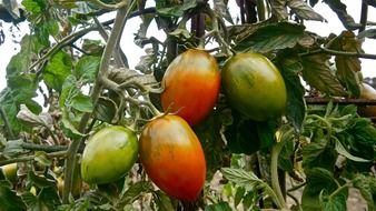 fruit tomato in the garden