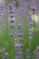 purple lavender in the meadow