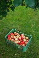 apples in the box