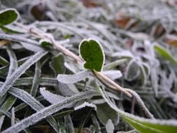 frozen leaves and grass