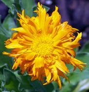 yellow fluffy flower