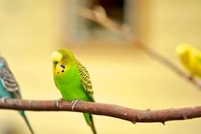 green wavy parrot on a branch