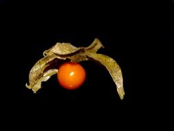 Orange exotic fruit with dry leaf