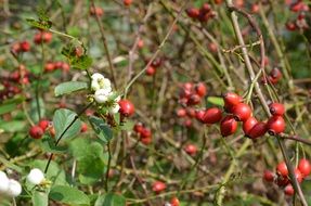 rose hip autumn fruits red white