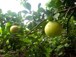 pomelo like tropical fruit