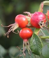 rose hip branch with red fruits