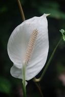 monocotyledonous flowering plant The Spathiphyllum
