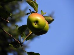 two apples on the tree close-up on blurred background