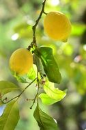 two yellow lemons on a branch among at blurred background