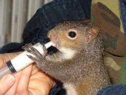squirrel like a little kid