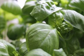 basil leaves close up