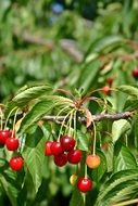 ripening cherries on branch